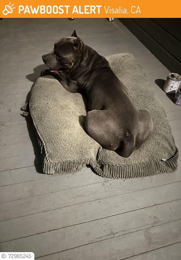 Found/Stray Male Dog last seen Park and Center, Visalia, CA 93291