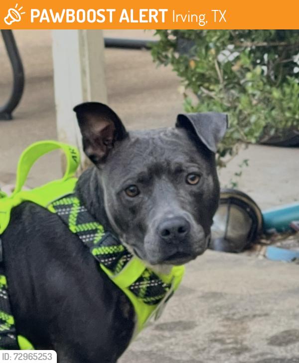 Found/Stray Female Dog last seen Near Landfill, Irving, TX 75060