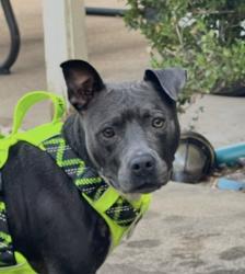 Found/Stray Female Dog last seen Near Landfill, Irving, TX 75060