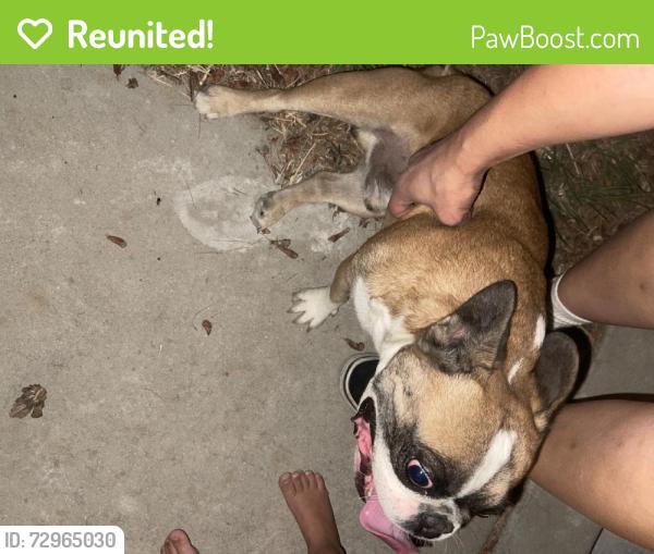 Reunited Male Dog last seen Near Lostwood Ave, Lancaster, CA 93534, USA, Lancaster, CA 93534
