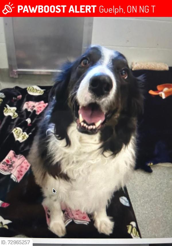 Lost Female Dog last seen chartwell crescent , Guelph, ON N1G 2T8