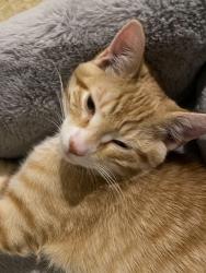 Reunited Male Cat last seen Danube and robins , Denver, CO 80249