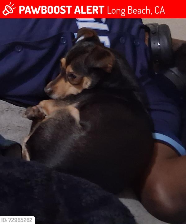 Lost Female Dog last seen 21st and Locust ave, Long Beach, CA 90806