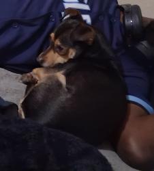 Lost Female Dog last seen 21st and Locust ave, Long Beach, CA 90806