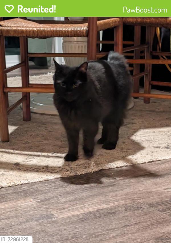 Reunited Male Cat last seen Lincoln Ave, Union Church Road, Vass, NC 28394