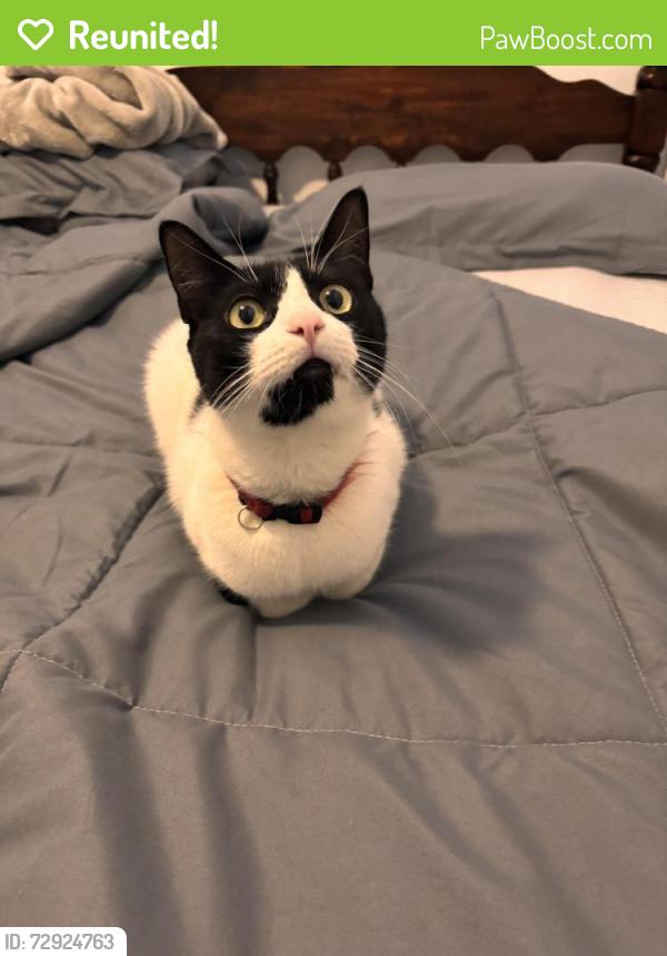 Reunited Male Cat last seen Stuyvesant Ave., Trenton, NJ 08618