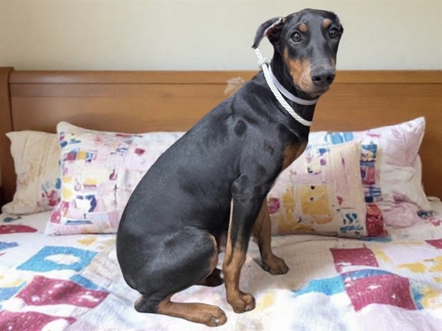 Shelter Stray Female Dog last seen , Lake Los Angeles, CA 93550