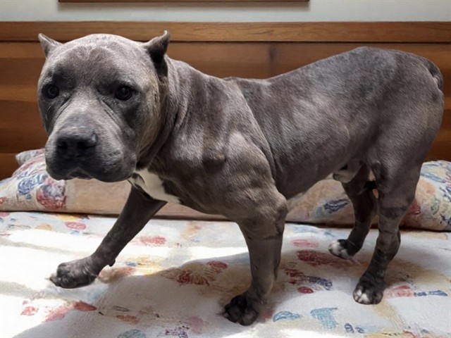 Shelter Stray Male Dog last seen , Lake Los Angeles, CA 93550