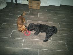 Lost Female Dog last seen Trailers around the area, Houston, TX 77051