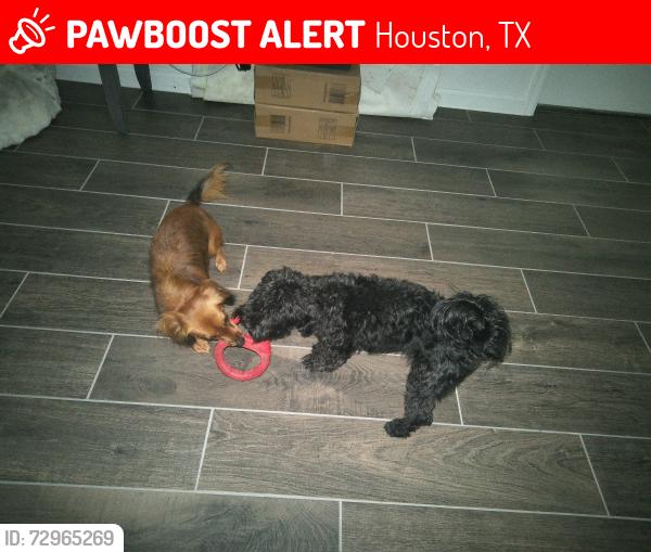 Lost Female Dog last seen Trailers around the area, Houston, TX 77051
