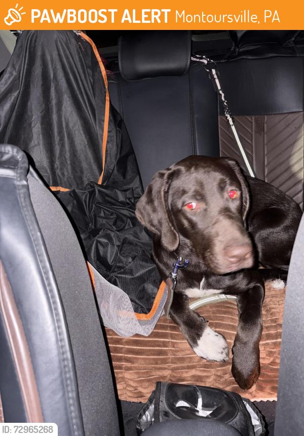 Found/Stray Female Dog last seen Twin Hills Trailer Park, Montoursville, PA 17754