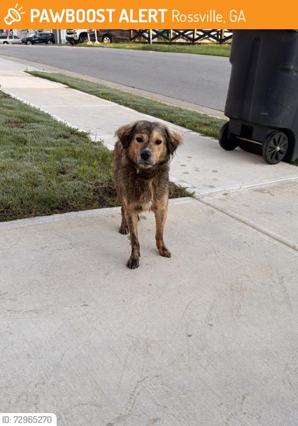 Found/Stray Male Dog last seen Hawks Ridge neighborhood, Rossville, GA 30741