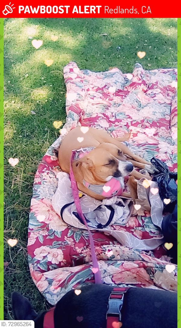 Lost Female Dog last seen Texas Street, Redlands, CA 92374