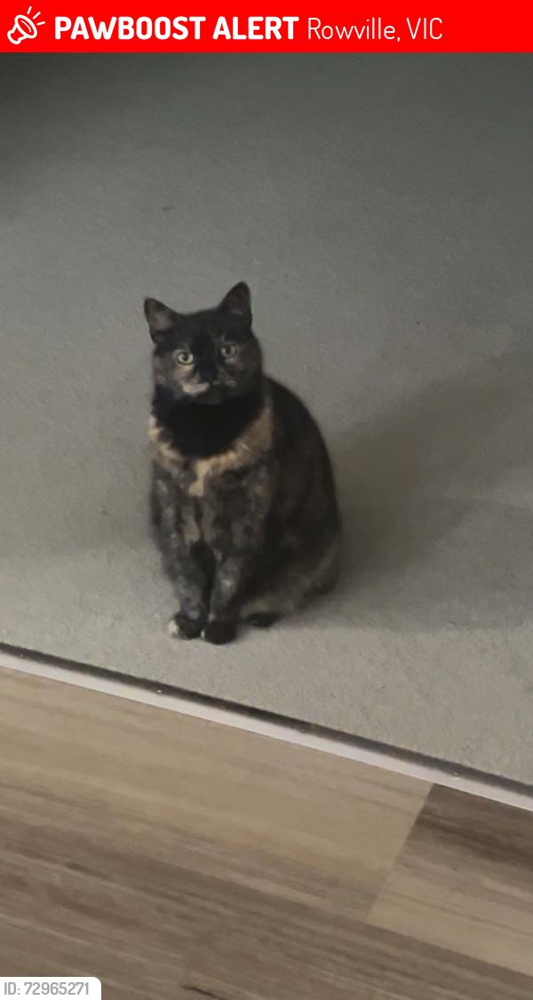 Lost Female Cat last seen dandelion drive, Rowville, VIC 3178