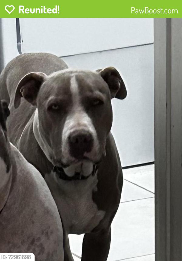 Reunited Male Dog last seen Near 27th St SW, Rio Rancho, NM 87124, USA, Rio Rancho, NM 87124