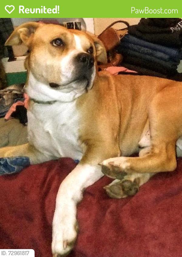 Reunited Male Dog last seen Golden Oaks  off Hwy 49 (Brewer Rd & Egbert Hill), Grass Valley, CA 95949