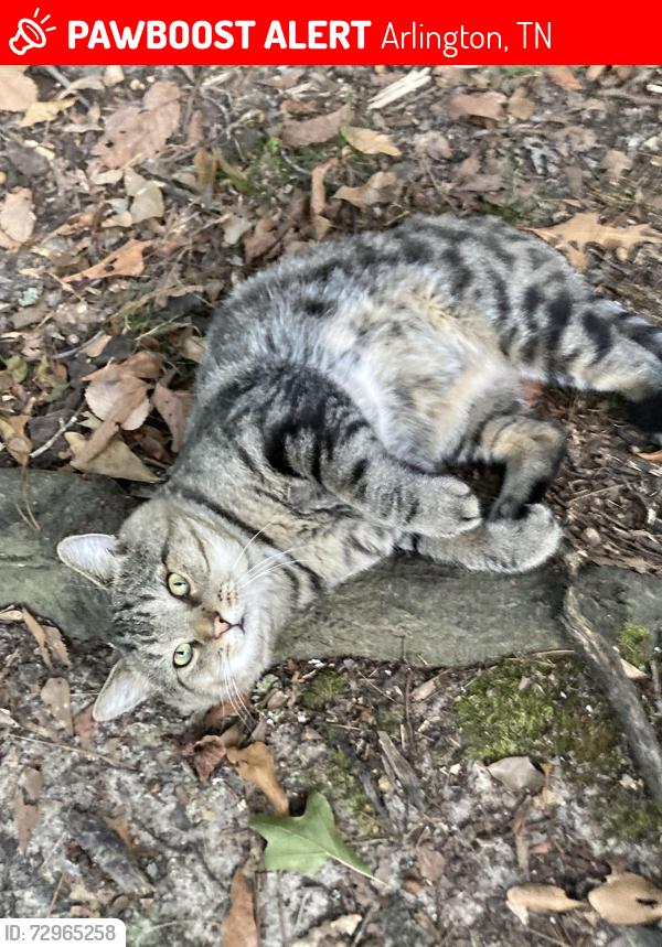 Lost Male Cat last seen Hwy. 70 and Lamb Rd., Arlington, TN 38002