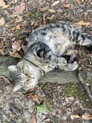 Lost Male Cat last seen Hwy. 70 and Lamb Rd., Arlington, TN 38002