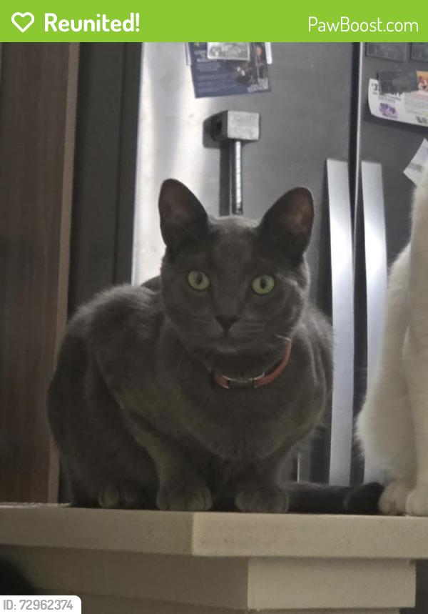 Reunited Female Cat last seen Alaro Townhomes off 1604 near Culebra, San Antonio, TX 78250