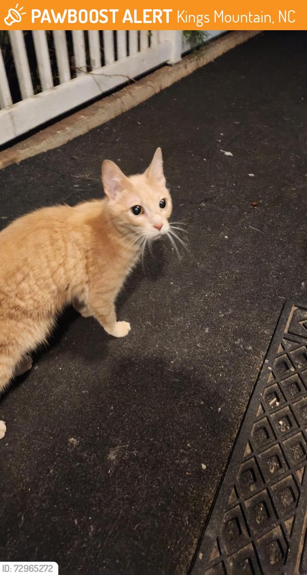 Found/Stray Female Cat last seen Goforth Road, Kings Mountain, NC 28086