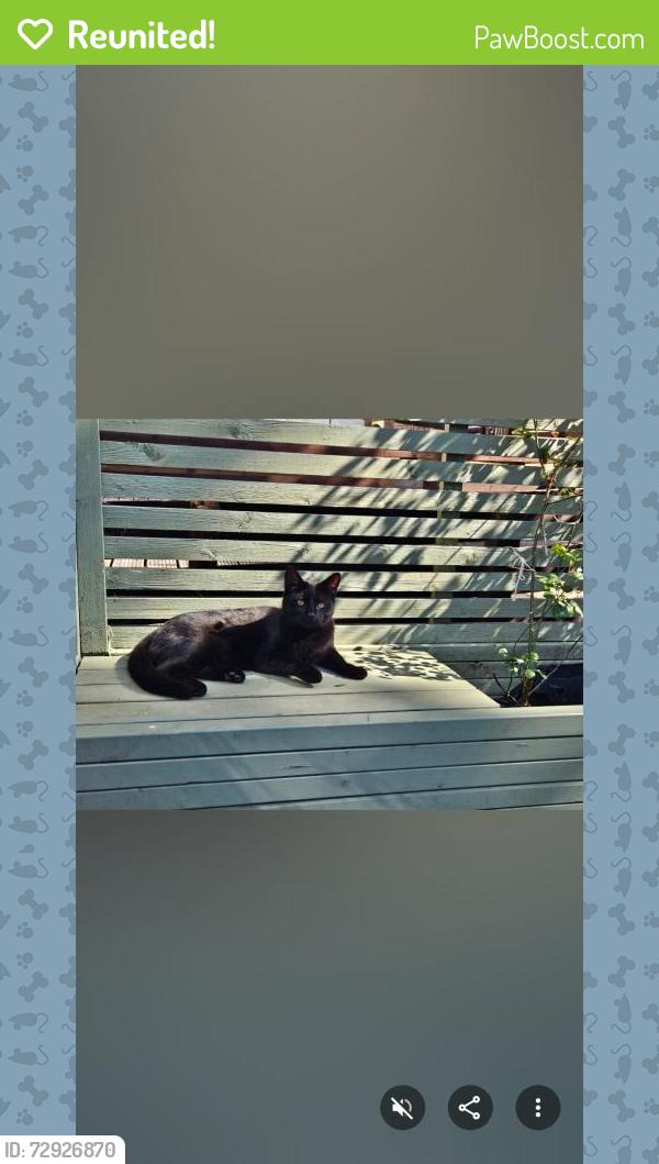 Reunited Male Cat last seen Waverley way, Scottish Borders, Scotland EH45 9BD