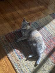 Lost Female Cat last seen Army Trail Rd and Bloomingdale Rd, Glendale Heights, IL 60139