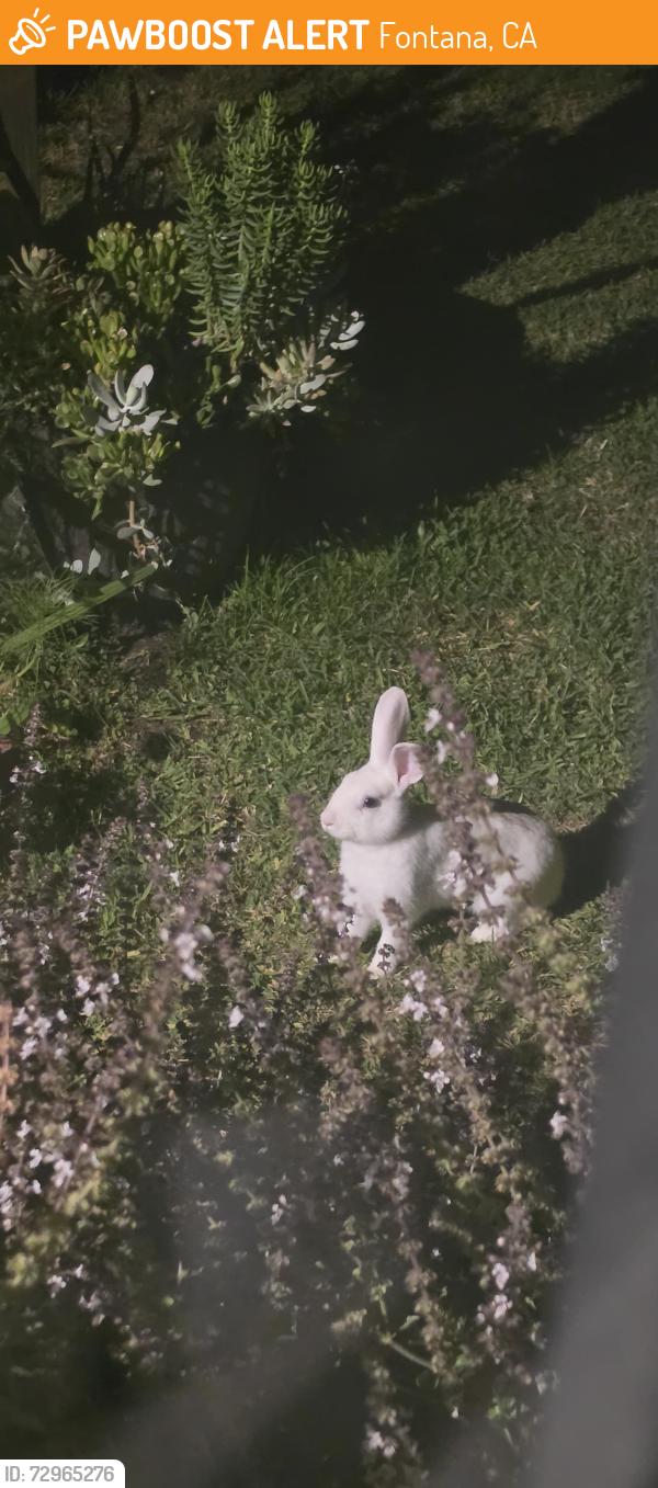 Found/Stray Unknown Rabbit last seen Citrus & Randall, Fontana, CA 92335