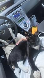 Lost Male Cat last seen Calle , Sunnyvale, CA 94086