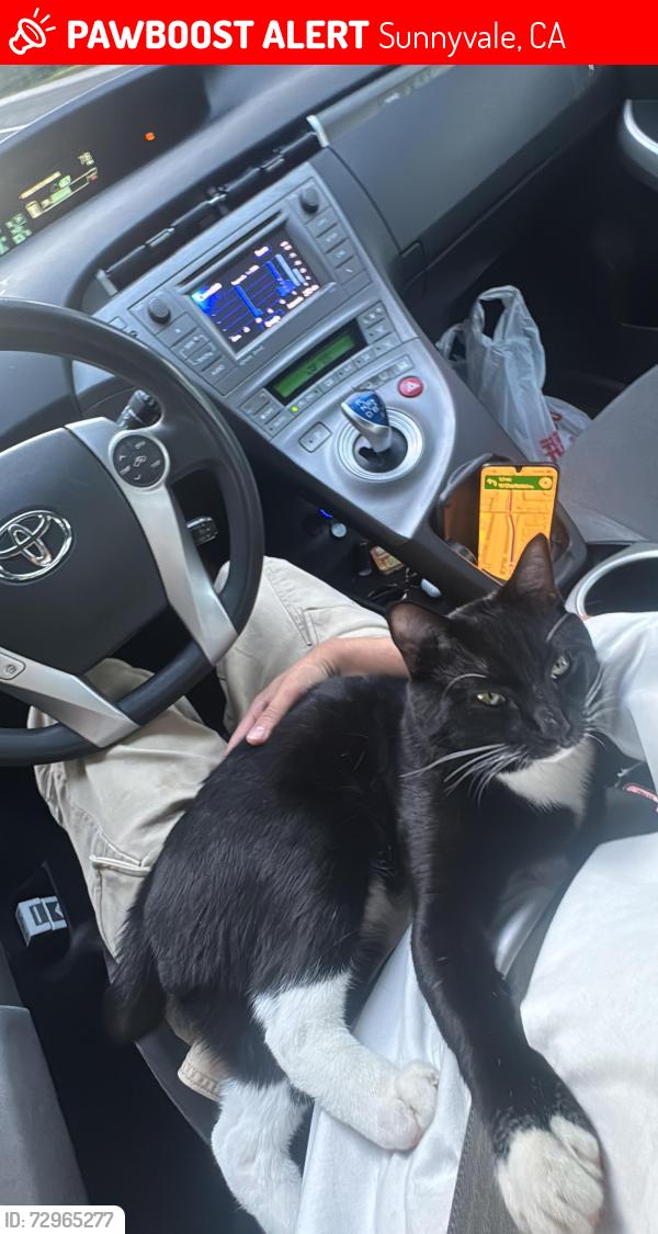 Lost Male Cat last seen Calle , Sunnyvale, CA 94086