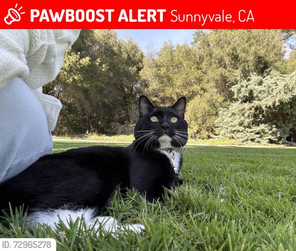 Lost Male Cat last seen Near pala ave, Sunnyvale CA, Sunnyvale, CA 94086