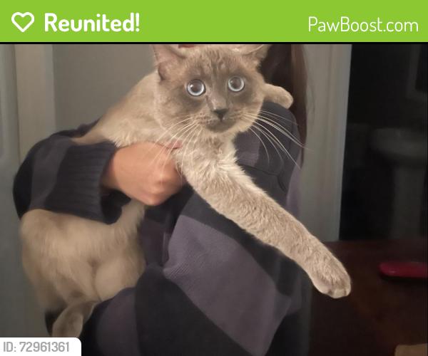 Reunited Male Cat last seen La Verne , Pomona, CA 91767