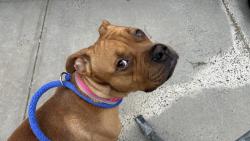 Shelter Stray Male Dog last seen n/a, NEW YORK, NY, 10029, New York, NY 10029