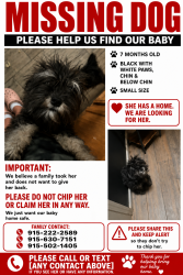 Lost Female Dog last seen Antwerp , Horizon City, TX 79928