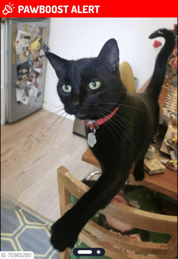 Lost Male Cat last seen The Mount, Mount Pleasant Lane, Greater London, England E5 9DR