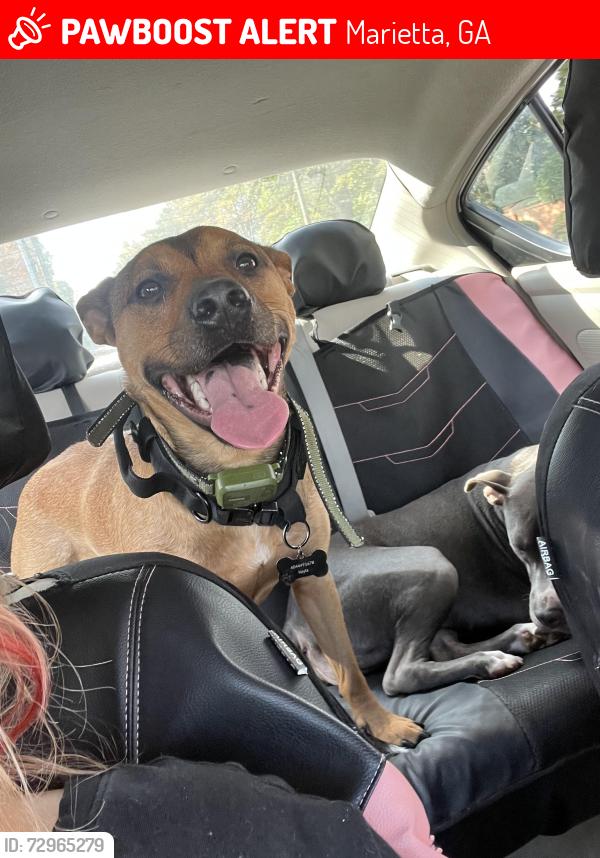 Lost Male Dog last seen Windy hill, Marietta, GA 30060