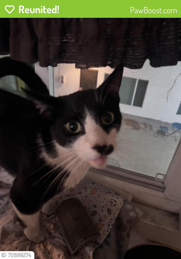 Reunited Male Cat last seen Orange st, Long Beach, CA 90813