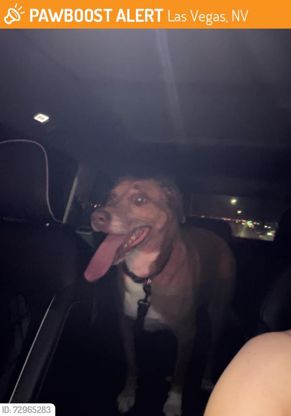 Found/Stray Female Dog last seen S Jones Blvd and W Richmar Ave, Las Vegas, NV 89139