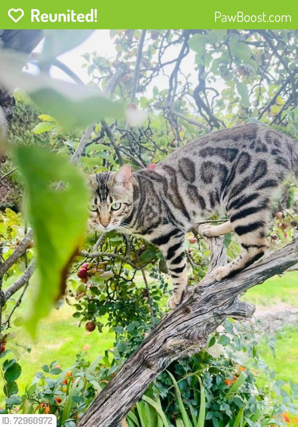 Reunited Male Cat last seen Morrisons Academy, Gordon Rd. Hill Street, Perth and Kinross, Scotland PH7