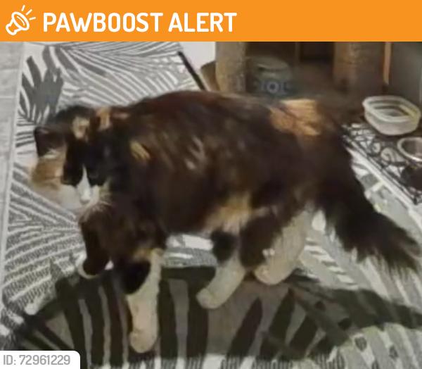 Found/Stray Unknown Cat last seen 12th Ave N , Jacksonville Beach, FL 32250