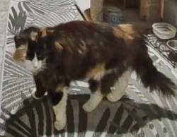 Found/Stray Unknown Cat last seen 12th Ave N , Jacksonville Beach, FL 32250