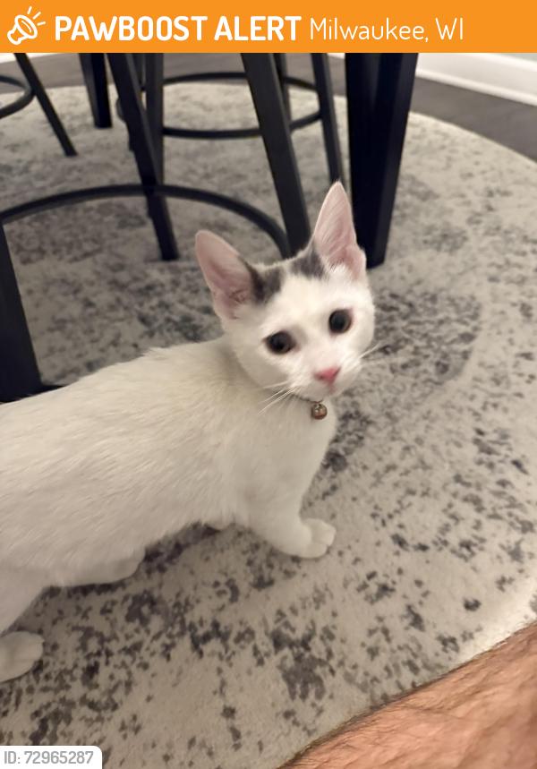 Found/Stray Unknown Cat last seen Locus & Chambers , Milwaukee, WI 53218