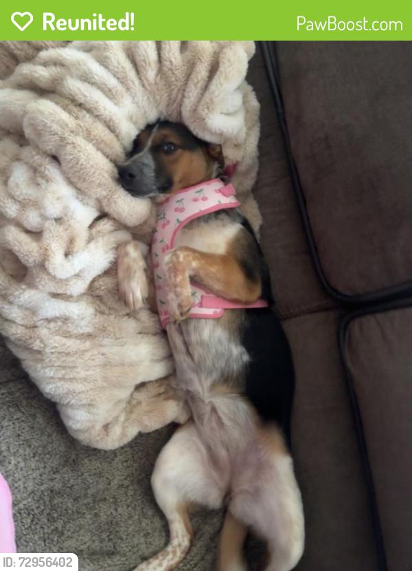 Reunited Female Dog last seen black street is where she was last seen, lineburger is the street in front of us, stowe street is behind us , Lowell, NC 28098