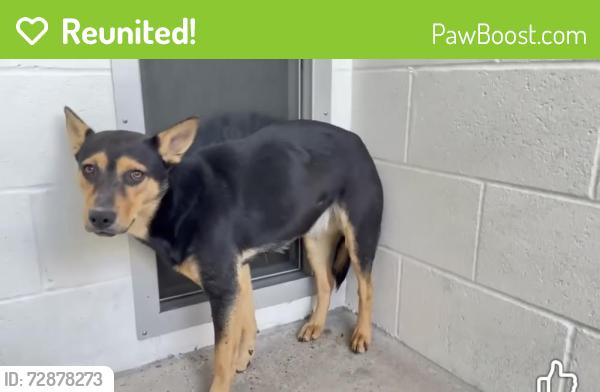 Reunited Female Dog last seen Last seen on corner of Waltway Dr and TC Jester, Houston, TX 77008