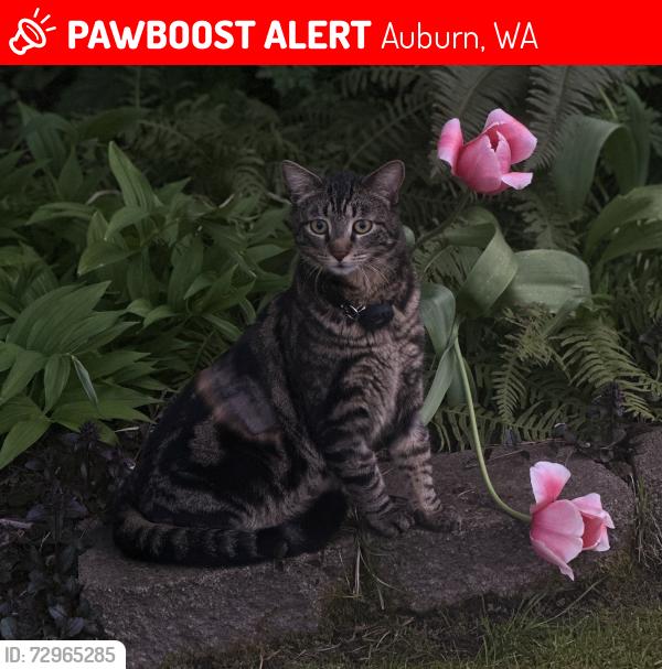 Lost Male Cat last seen K St NE & E Main St, Auburn, WA 98002
