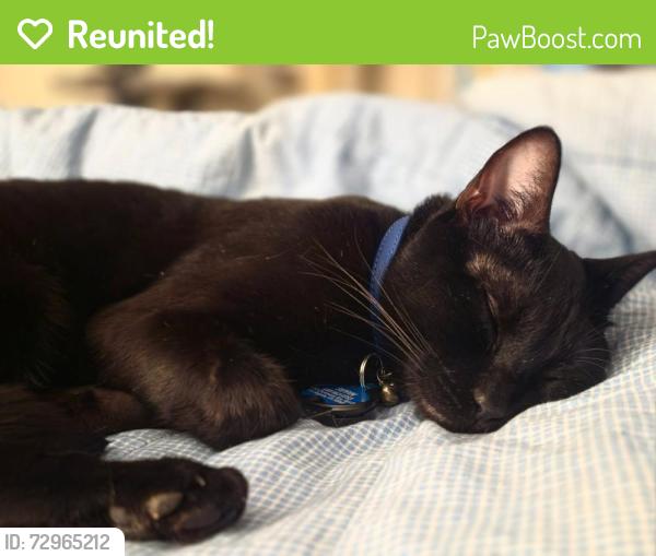 Reunited Male Cat last seen Across from Kate Sessions park, San Diego, CA 92109