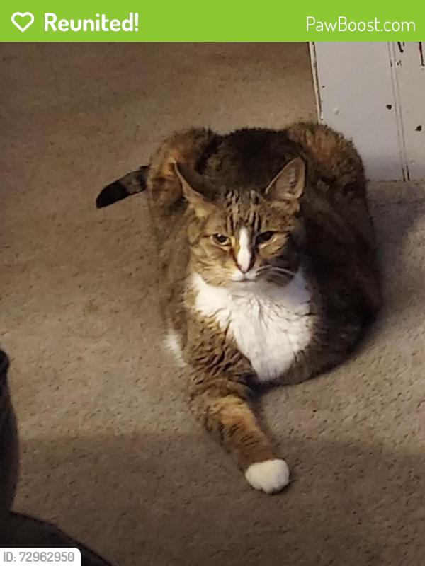 Reunited Female Cat last seen N front st Minersville PA, Minersville, PA 17954