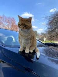 Reunited Male Cat last seen SE 1st & Hughes , Des Moines, IA 50315