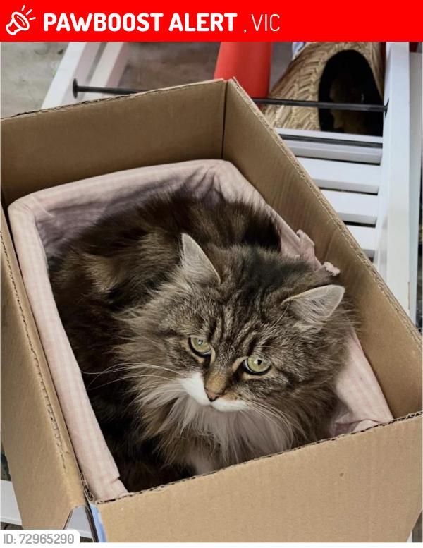 Lost Female Cat last seen Mystic grove point cook, , VIC 