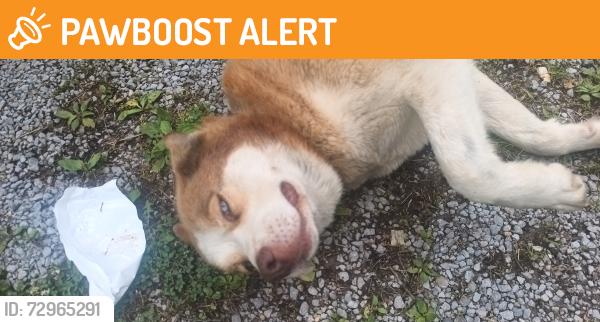 Found/Stray Female Dog last seen Hopewell church, Claiborne County, TN 37752