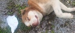Found/Stray Female Dog last seen Hopewell church, Claiborne County, TN 37752